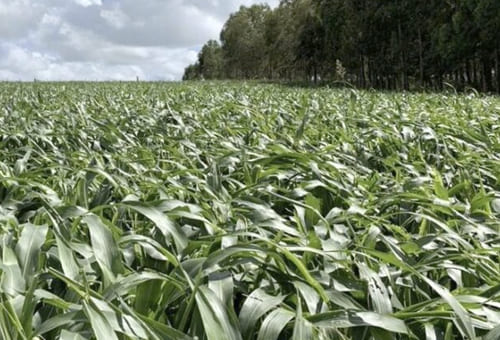 gobierno-invertira-1-millon-en-sorgo-forrajero-y-pasto-para-mejorar-produccion-ganadera